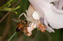Thomisus_spectabilis_D4102_Z_91_Alexandra hills Brisbane_Australie